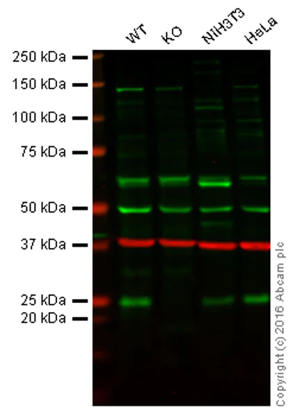 Western blot - Anti-HP1 gamma/CBX3 antibody [EPR10465(B)] (AB154871)