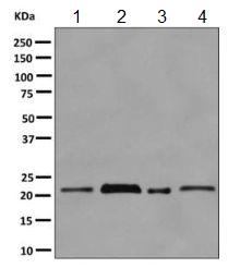 Western blot - Anti-HP1 gamma/CBX3 antibody [EPR10465(B)] (AB154871), expandable thumbnail