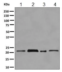 Western blot - Anti-HP1 gamma/CBX3 antibody [EPR10465(B)] (AB154871)
