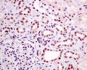 Immunohistochemistry (Formalin/PFA-fixed paraffin-embedded sections) - Anti-HP1 gamma/CBX3 antibody [EPR10465(B)] - BSA and Azide free (AB249170)