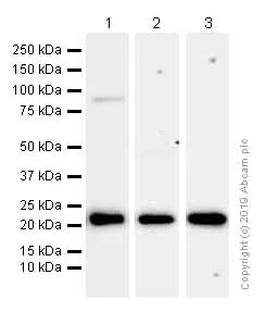 Western blot - Anti-HP1 gamma/CBX3 antibody [EPR10465(B)] - BSA and Azide free (AB249170)