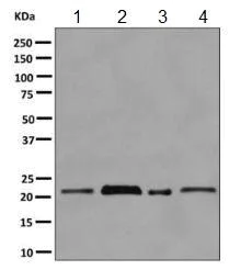 Western blot - Anti-HP1 gamma/CBX3 antibody [EPR10465(B)] - BSA and Azide free (AB249170)