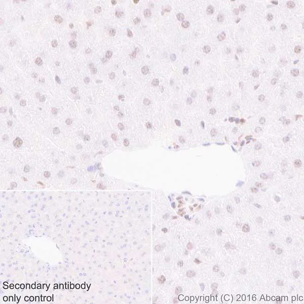 Immunohistochemistry (Formalin/PFA-fixed paraffin-embedded sections) - Anti-HP1 gamma/CBX3 antibody [EPR19802] (AB217999)