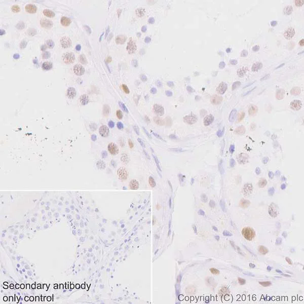 Immunohistochemistry (Formalin/PFA-fixed paraffin-embedded sections) - Anti-HP1 gamma/CBX3 antibody [EPR19802] (AB217999)