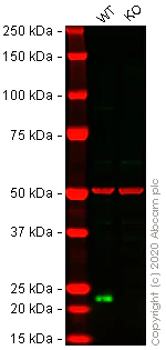 Western blot - Anti-HP1 gamma/CBX3 antibody [EPR19802] (AB217999)