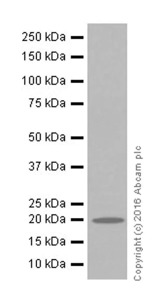 Western blot - Anti-HP1 gamma/CBX3 antibody [EPR19802] (AB217999)