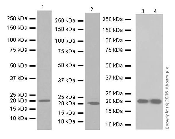 Western blot - Anti-HP1 gamma/CBX3 antibody [EPR19802] (AB217999)