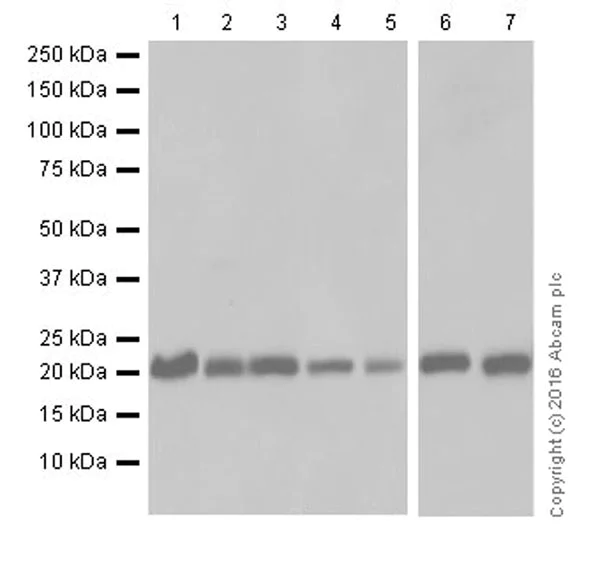 Western blot - Anti-HP1 gamma/CBX3 antibody [EPR19802] (AB217999)