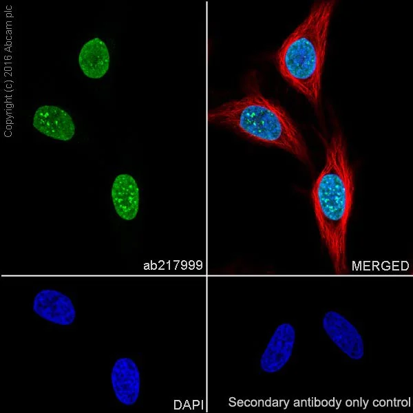 Immunocytochemistry/ Immunofluorescence - Anti-HP1 gamma/CBX3 antibody [EPR19802] - BSA and Azide free (AB223535)