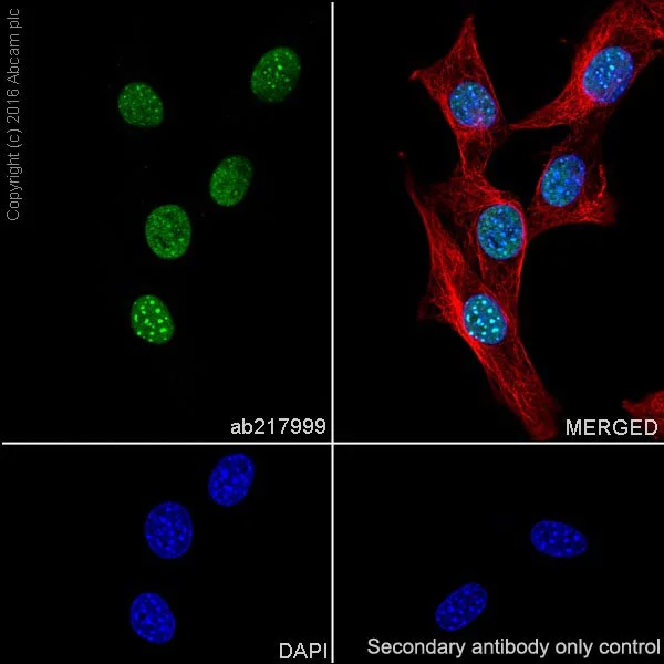 Immunocytochemistry/ Immunofluorescence - Anti-HP1 gamma/CBX3 antibody [EPR19802] - BSA and Azide free (AB223535)