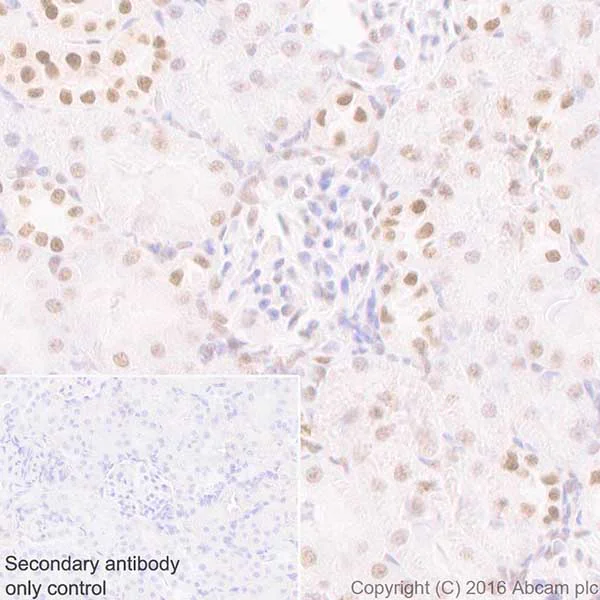 Immunohistochemistry (Formalin/PFA-fixed paraffin-embedded sections) - Anti-HP1 gamma/CBX3 antibody [EPR19802] - BSA and Azide free (AB223535)