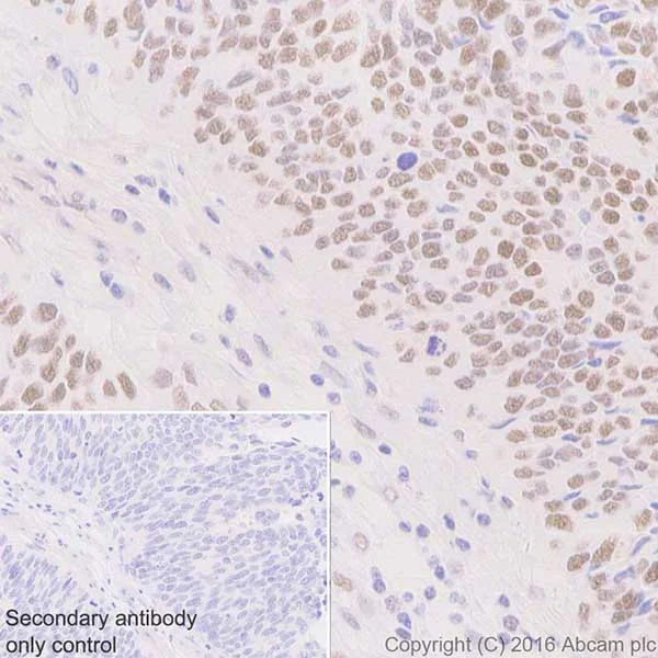 Immunohistochemistry (Formalin/PFA-fixed paraffin-embedded sections) - Anti-HP1 gamma/CBX3 antibody [EPR19802] - BSA and Azide free (AB223535)