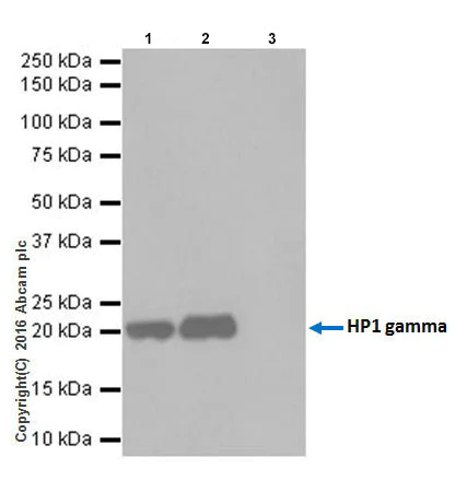 Immunoprecipitation - Anti-HP1 gamma/CBX3 antibody [EPR19802] - BSA and Azide free (AB223535)