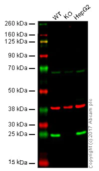 Western blot - Anti-HP1 gamma/CBX3 antibody [EPR19802] - BSA and Azide free (AB223535)