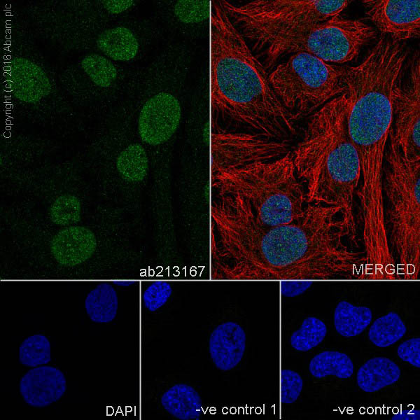 Immunocytochemistry/ Immunofluorescence - Anti-HP1 gamma/CBX3 antibody [EPR19803] - BSA and Azide free (ab251540), expandable thumbnail