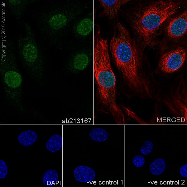 Immunocytochemistry/ Immunofluorescence - Anti-HP1 gamma/CBX3 antibody [EPR19803] - BSA and Azide free (ab251540), expandable thumbnail