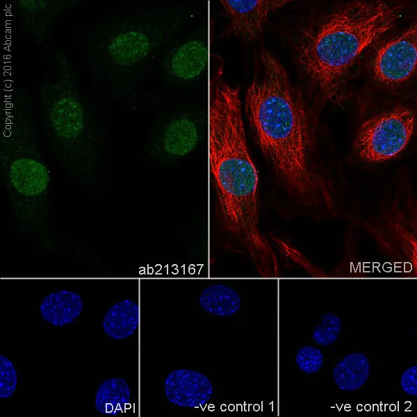 Immunocytochemistry/ Immunofluorescence - Anti-HP1 gamma/CBX3 antibody [EPR19803] - BSA and Azide free (AB251540)
