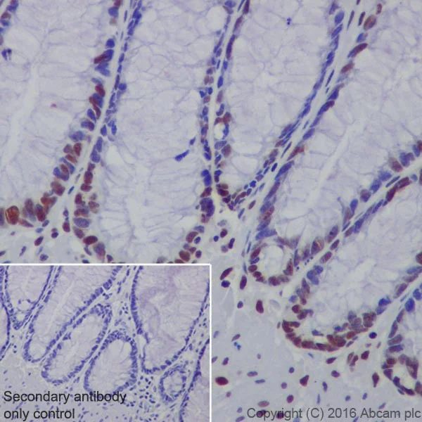 Immunohistochemistry (Formalin/PFA-fixed paraffin-embedded sections) - Anti-HP1 gamma/CBX3 antibody [EPR19803] - BSA and Azide free (AB251540)