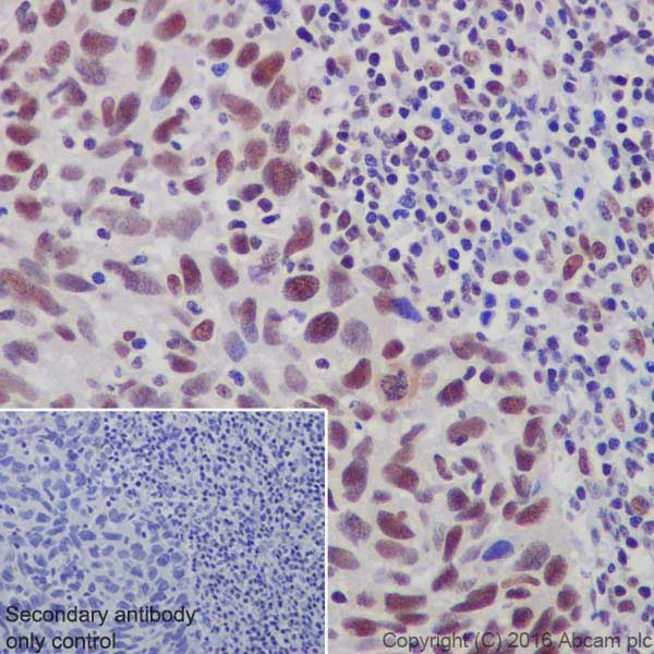 Immunohistochemistry (Formalin/PFA-fixed paraffin-embedded sections) - Anti-HP1 gamma/CBX3 antibody [EPR19803] - BSA and Azide free (AB251540)