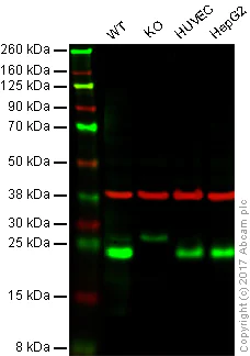 Western blot - Anti-HP1 gamma/CBX3 antibody [EPR19803] - BSA and Azide free (AB251540)