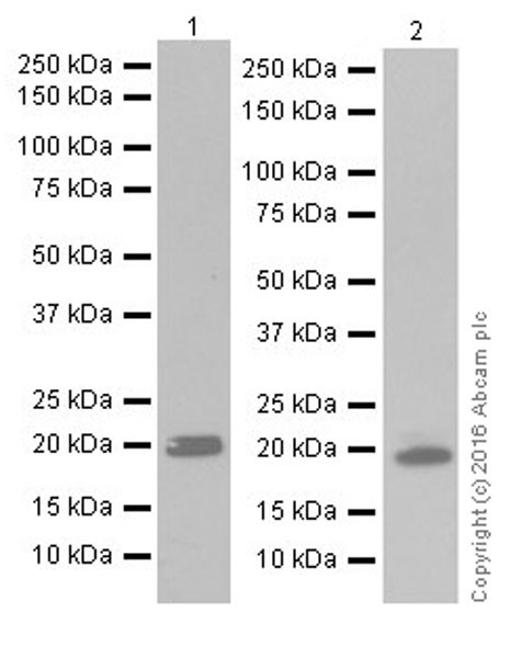 Western blot - Anti-HP1 gamma/CBX3 antibody [EPR19803] - BSA and Azide free (AB251540), expandable thumbnail