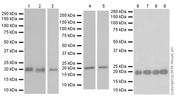 Western blot - Anti-HP1 gamma/CBX3 antibody [EPR19803] - BSA and Azide free (AB251540)