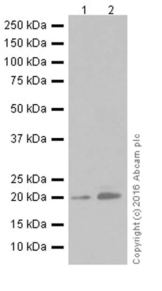 Western blot - Anti-HP1 gamma/CBX3 antibody [EPR19803] - BSA and Azide free (AB251540)
