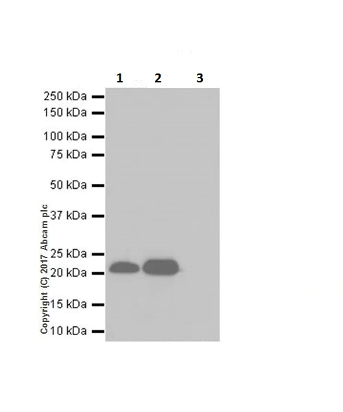 Immunoprecipitation - Anti-HP1 gamma/CBX3 (citrulline R108) antibody [EPR19802-202] (AB202107)