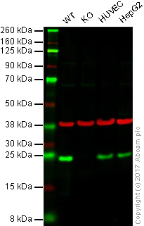 Western blot - Anti-HP1 gamma/CBX3 (citrulline R108) antibody [EPR19802-202] (AB202107)