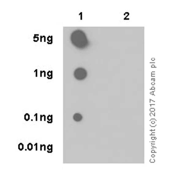 Dot Blot - Anti-HP1 gamma/CBX3 (citrulline R108) antibody [EPR19802-202] - BSA and Azide free (AB251364)