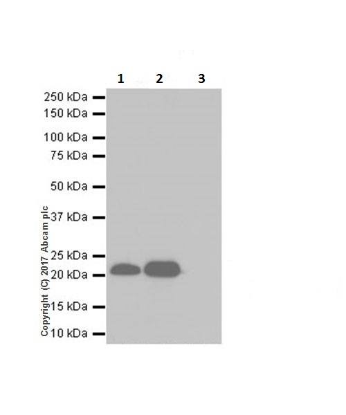 Immunoprecipitation - Anti-HP1 gamma/CBX3 (citrulline R108) antibody [EPR19802-202] - BSA and Azide free (AB251364), expandable thumbnail