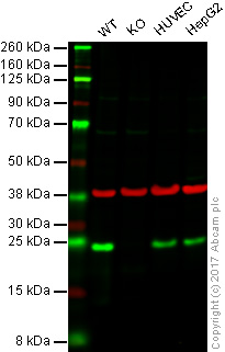 Western blot - Anti-HP1 gamma/CBX3 (citrulline R108) antibody [EPR19802-202] - BSA and Azide free (AB251364), expandable thumbnail