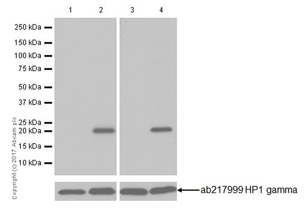 Western blot - Anti-HP1 gamma/CBX3 (citrulline R108) antibody [EPR19802-202] - BSA and Azide free (AB251364), expandable thumbnail