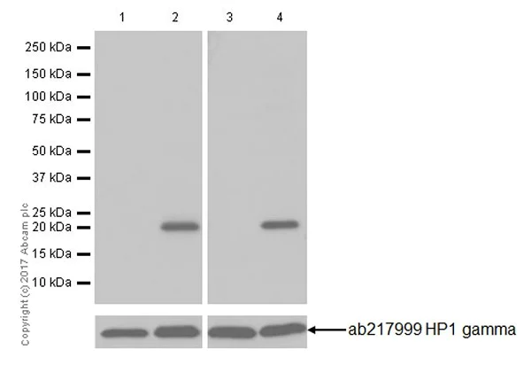 Western blot - Anti-HP1 gamma/CBX3 (citrulline R108) antibody [EPR19802-202] - BSA and Azide free (AB251364)