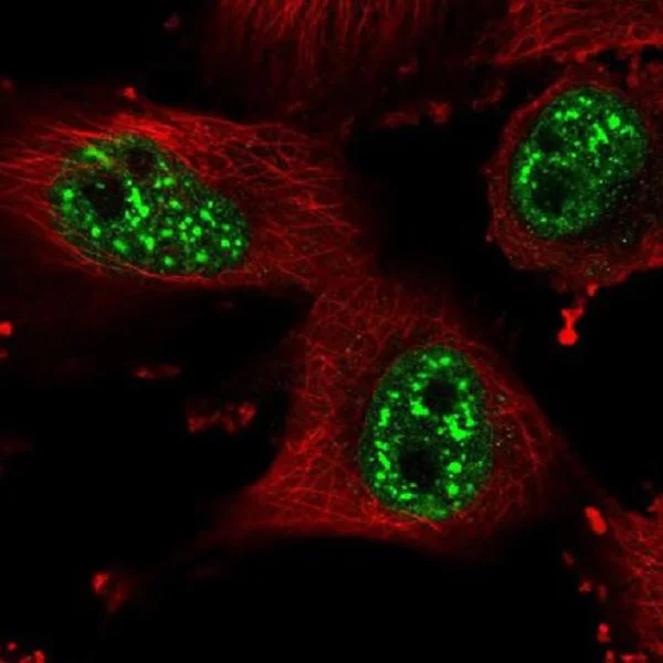 Immunocytochemistry/ Immunofluorescence - Anti-HP1BP3 antibody (AB220727)