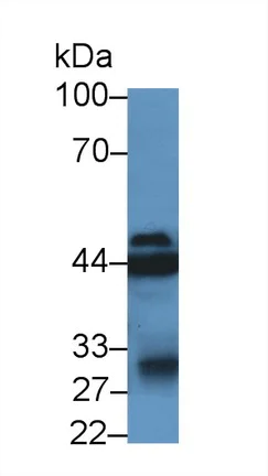 Western blot - Anti-HPD antibody (AB232906)