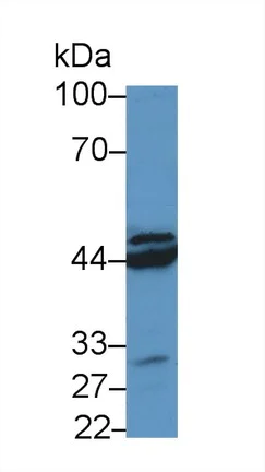 Western blot - Anti-HPD antibody (AB232906)