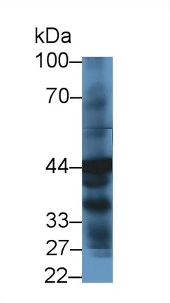 Western blot - Anti-HPD antibody (AB232906)