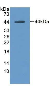 Western blot - Anti-HPD antibody (AB232906)