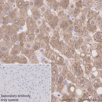 Immunohistochemistry (Formalin/PFA-fixed paraffin-embedded sections) - Anti-HPD antibody [EPR5297] - BSA and Azide free (AB248533)
