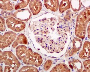Immunohistochemistry (Formalin/PFA-fixed paraffin-embedded sections) - Anti-HPD antibody [EPR5297] - BSA and Azide free (AB248533)