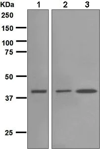 Western blot - Anti-HPD antibody [EPR5297] - BSA and Azide free (AB248533)