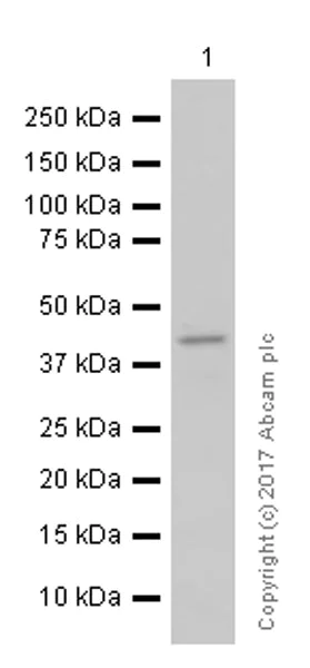Western blot - Anti-HPD antibody [EPR5297] - BSA and Azide free (AB248533)