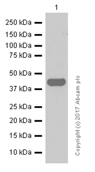 Western blot - Anti-HPD antibody [EPR5297] - BSA and Azide free (AB248533)