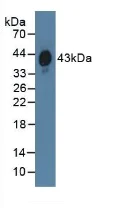 Western blot - Anti-HPR antibody (AB233006)