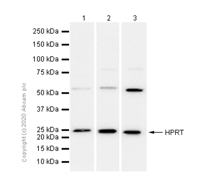 Western blot - Anti-HPRT antibody [EPR5298] - BSA and Azide free (AB240051), expandable thumbnail