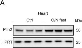 Anti-HPRT antibody [EPR5299]
