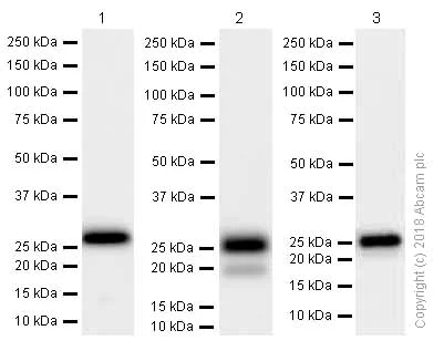 Western blot - Anti-HPRT antibody [EPR5299] (AB109021)