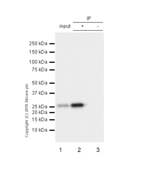 Immunoprecipitation - Anti-HPRT antibody [EPR5299] - BSA and Azide free (AB236055)