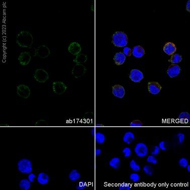 Immunocytochemistry/ Immunofluorescence - Anti-HPS1 antibody [EP8429(2)] (ab174301), expandable thumbnail